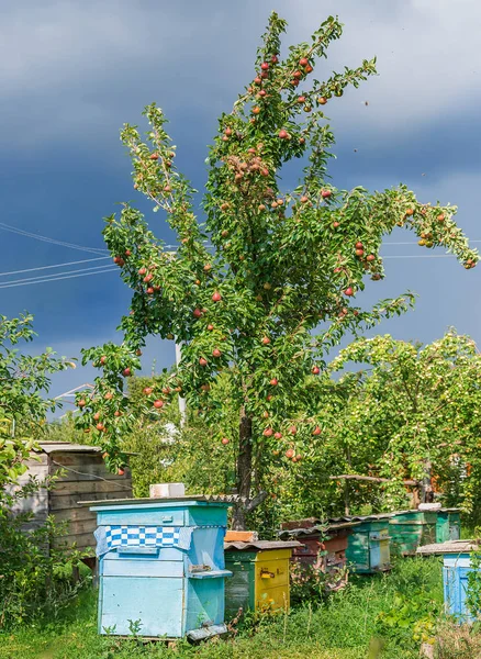 Group Swarm Bees Old Wooden Beehive Farm Garden Apiary Swarm — Stock Photo, Image