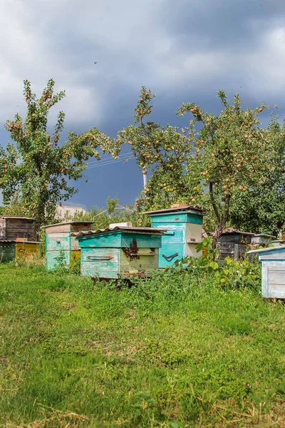 Group Swarm Bees Old Wooden Beehive Farm Garden Apiary Swarm — Stock Photo, Image