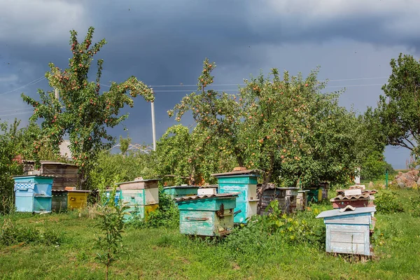 Group Swarm Bees Old Wooden Beehive Farm Garden Apiary Swarm — Stock Photo, Image