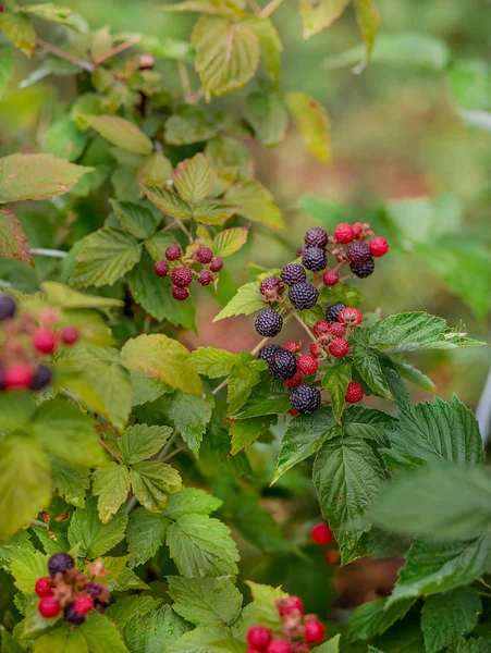 Arbuste Mûres Bio Growing Organic Berries Gros Plan Blackberry Mûr — Photo