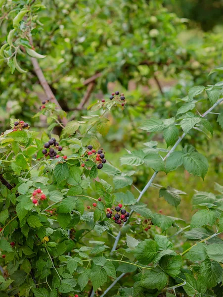 Organic Blackberry Bush Growing Organic Berries Closeup Ripe Blackberry Fruit — Stock Photo, Image