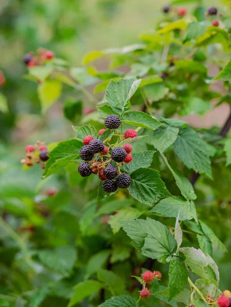 Arbuste Mûres Bio Growing Organic Berries Gros Plan Blackberry Mûr — Photo