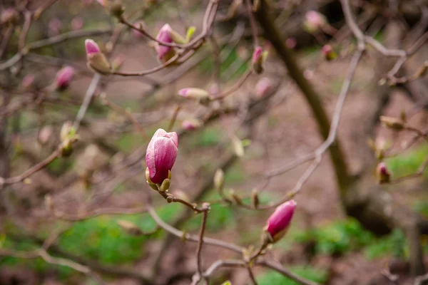 Grands Magnolias Roses Blancs Fleurissent Dans Parc Jour Printemps Fond — Photo