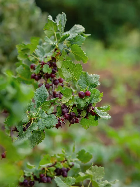 Baies Cassis Fraîches Juteuses Noires Poussant Sur Plante Cultiver Des — Photo