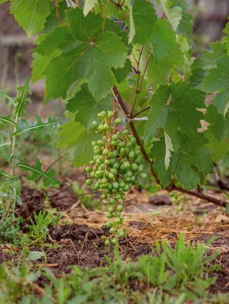 Gröna Unga Vindruvor Vingården Början Sommaren Närbild Druvor Som Växer — Stockfoto