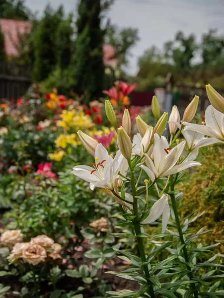 Lirios Florecientes Jardín Floricultura Como Hobby Cultivo Flores Diferentes Grados —  Fotos de Stock