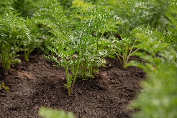 Młoda Marchew Wyrastają Łóżko Ogród Uprawy Warzyw Organicznych Farmie — Zdjęcie stockowe