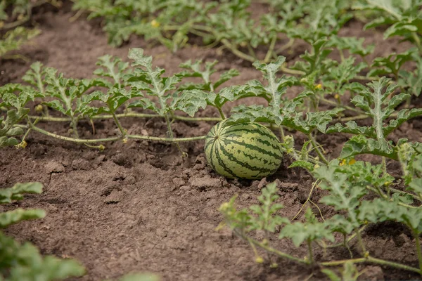 Young Shoots Watermelons Open Field Farm Field Growing Organic Vegetables — Stock Photo, Image