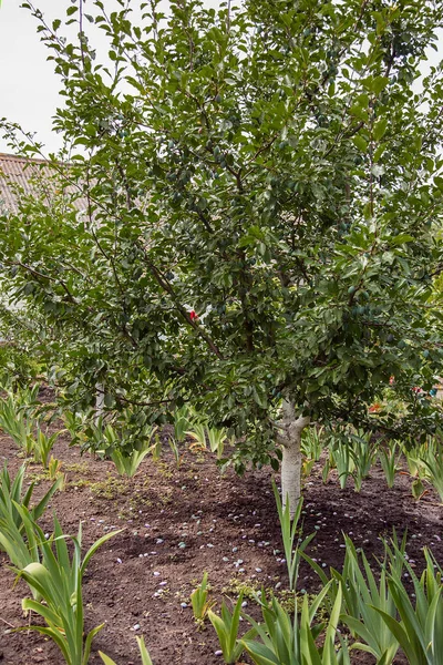 Młode Owoce Zielony Śliwki Powiesić Gałęzi Drzewa Uprawy Organiczne Owoce — Zdjęcie stockowe