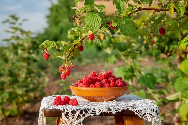 Свіжа стигла малина в глиняній мисці під малиновим кущем . — стокове фото