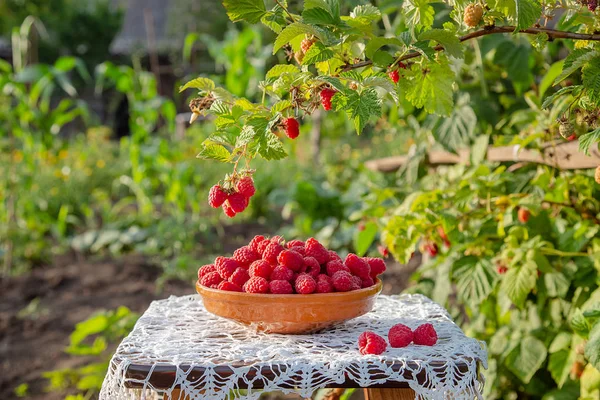 Fresh ripe raspberries in a clay bowl under a raspberry bush. — Stock Photo, Image