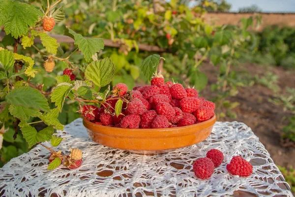 Свіжа стигла малина в глиняній мисці під малиновим кущем . — стокове фото