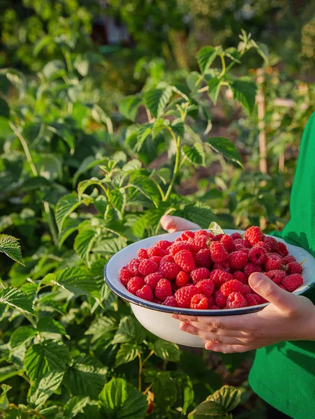 Memanen raspberry, menutup. Gadis manis dengan semangkuk raspberry matang di taman . — Stok Foto