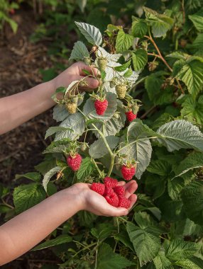 Malzeme çekme ahududu. Bir kız taze meyve organik ahududu çiftlikte toplar..