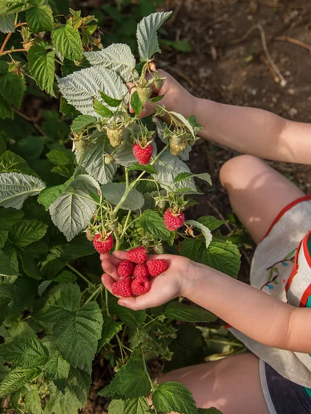 Збираємо малину. Дівчина збирає свіжі фрукти на органічній малиновій фермі . — стокове фото