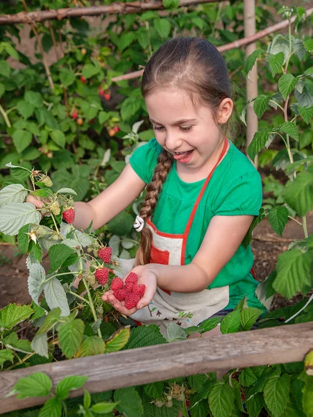 Anak-anak memetik raspberry. Seorang gadis kecil yang lucu mengumpulkan buah-buahan segar di sebuah peternakan raspberry organik. Anak-anak berkebun dan memetik buah . — Stok Foto