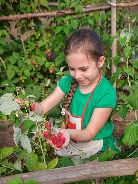 Anak-anak memetik raspberry. Seorang gadis kecil yang lucu mengumpulkan buah-buahan segar di sebuah peternakan raspberry organik. Anak-anak berkebun dan memetik buah . — Stok Foto