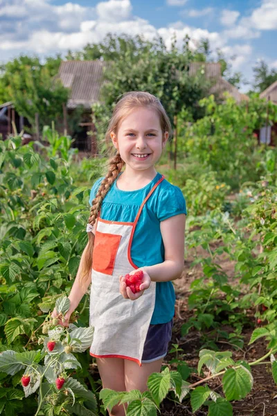 Anak-anak memetik raspberry. Seorang gadis kecil yang lucu mengumpulkan buah-buahan segar di sebuah peternakan raspberry organik. Anak-anak berkebun dan memetik buah . — Stok Foto