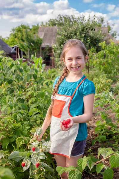 Anak-anak memetik raspberry. Seorang gadis kecil yang lucu mengumpulkan buah-buahan segar di sebuah peternakan raspberry organik. Anak-anak berkebun dan memetik buah . — Stok Foto