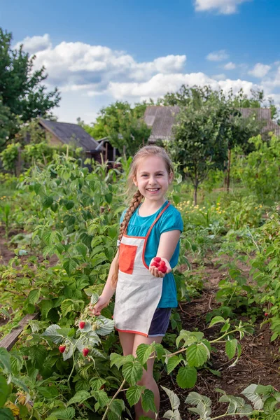 Anak-anak memetik raspberry. Seorang gadis kecil yang lucu mengumpulkan buah-buahan segar di sebuah peternakan raspberry organik. Anak-anak berkebun dan memetik buah . — Stok Foto