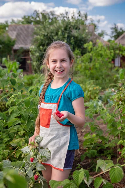 Anak-anak memetik raspberry. Seorang gadis kecil yang lucu mengumpulkan buah-buahan segar di sebuah peternakan raspberry organik. Anak-anak berkebun dan memetik buah . — Stok Foto