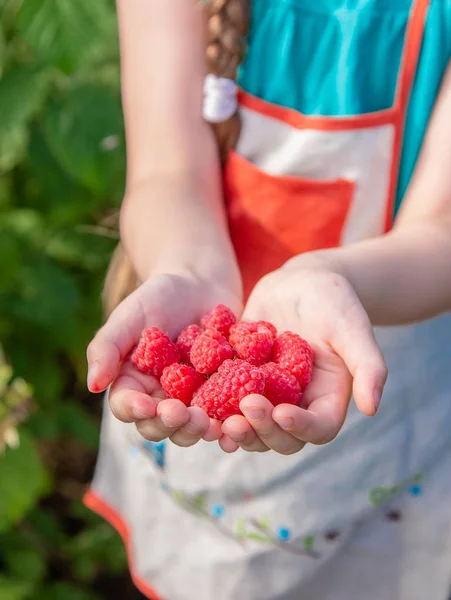 Дитяча малина. Мила маленька дівчинка збирає свіжі фрукти на органічній малиновій фермі. Дитяче садівництво та збирання ягід . — стокове фото