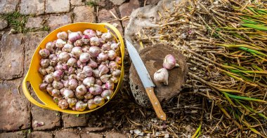 Hasat, kurutma ve sarımsak çiftlikte işleme.