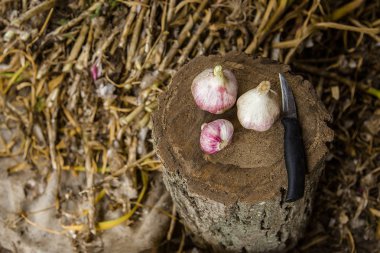 Hasat, kurutma ve sarımsak çiftlikte işleme.