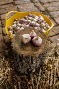 Hasat, kurutma ve sarımsak çiftlikte işleme.