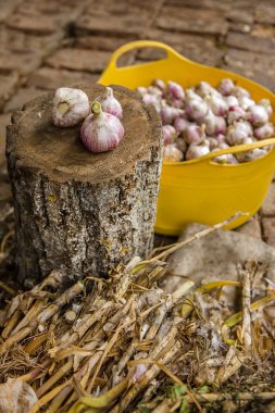 Hasat, kurutma ve sarımsak çiftlikte işleme.