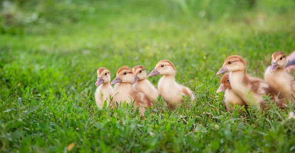 Un groupe de jeunes canetons, des poulets adolescents dans la cour de la ferme picorant de la nourriture . — Photo
