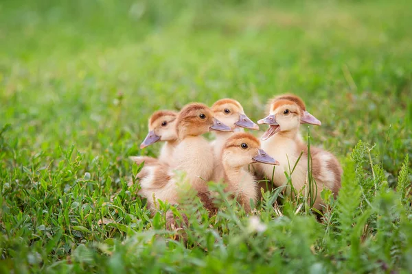 Un groupe de jeunes canetons, des poulets adolescents dans la cour de la ferme picorant de la nourriture . — Photo