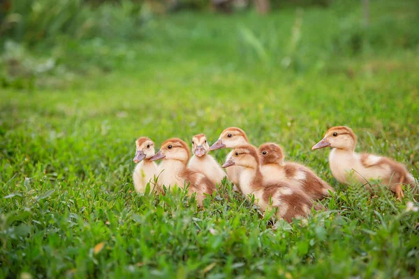 Un groupe de jeunes canetons, des poulets adolescents dans la cour de la ferme picorant de la nourriture . — Photo