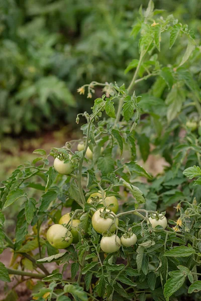 Yeşil üzüm domates. Çalılıkların üzerinde yeşil domates olgunlaşmamış. Asma dalları üzerinde büyüyen domates domates.