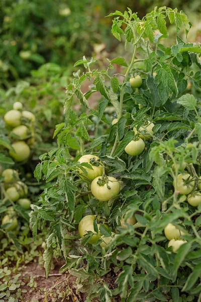 Помідори зеленої лози. Зелені нестиглі помідори на кущах. Помідори на лозі, помідори, що ростуть на гілках . — стокове фото