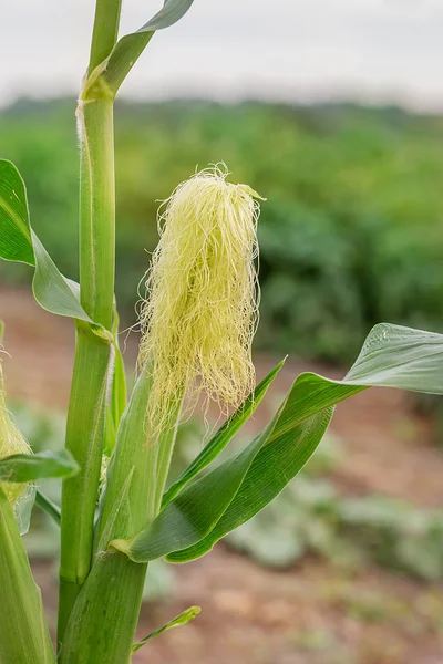 Fiatal zöld kukorica bokrok a kertben nő — Stock Fotó