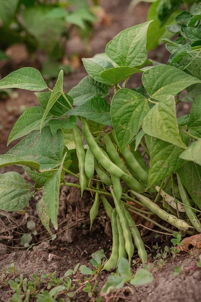 Växande gröna bönor i fältet Öppna. — Stockfoto