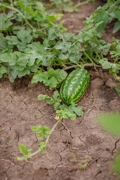 Young shoots of watermelons On the open field on the farm field. — Stock Photo, Image