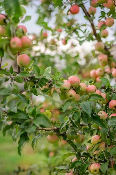 Молодые яблоки на дереве в саду. Выращивание органических фруктов на ферме . — стоковое фото