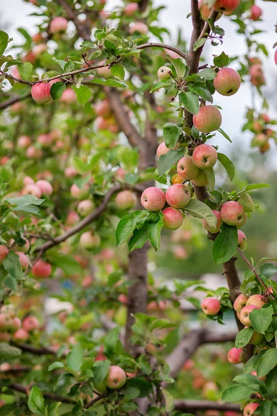 Молодые яблоки на дереве в саду. Выращивание органических фруктов на ферме . — стоковое фото