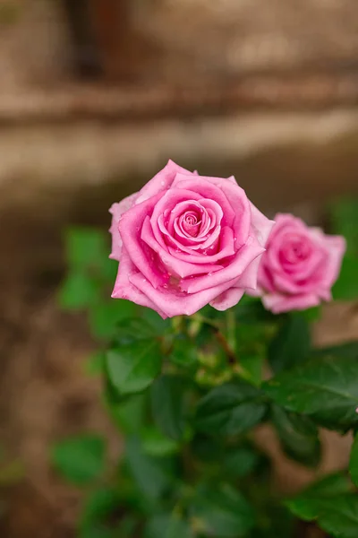 Hermosas rosas en el jardín, cultivando diferentes variedades de flores . — Foto de Stock