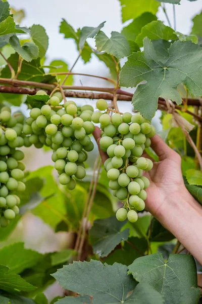 Grüne junge Weintrauben im Weinberg. Sommeranfang hautnah Trauben, die an Reben wachsen . — Stockfoto