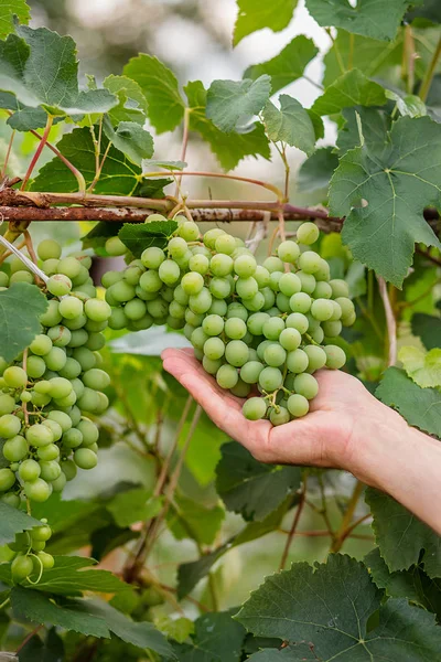 Зеленый молодой виноград в винограднике. Начало лета виноград, растущий на виноградниках  . — стоковое фото