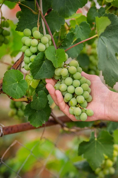 Green young wine grapes in the vineyard. Beginning of summer close up grapes growing on vines . — Stock Photo, Image