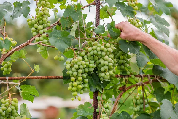 Grüne junge Weintrauben im Weinberg. Sommeranfang hautnah Trauben, die an Reben wachsen . — Stockfoto