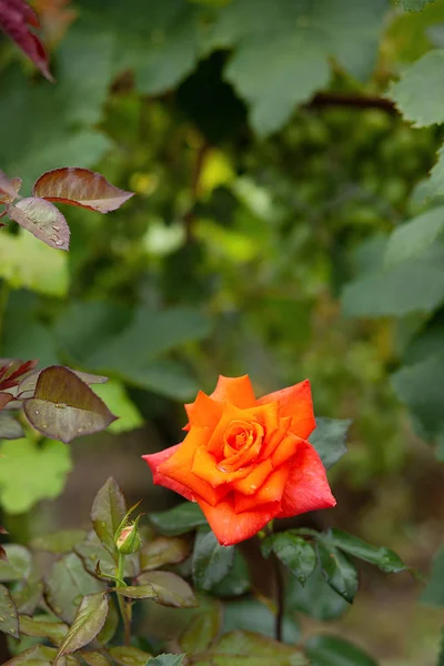 Hermosas rosas en el jardín, cultivando diferentes variedades de flores . — Foto de Stock