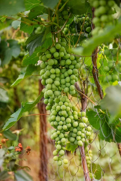 Grüne junge Weintrauben im Weinberg. Sommeranfang hautnah Trauben, die an Reben wachsen . — Stockfoto
