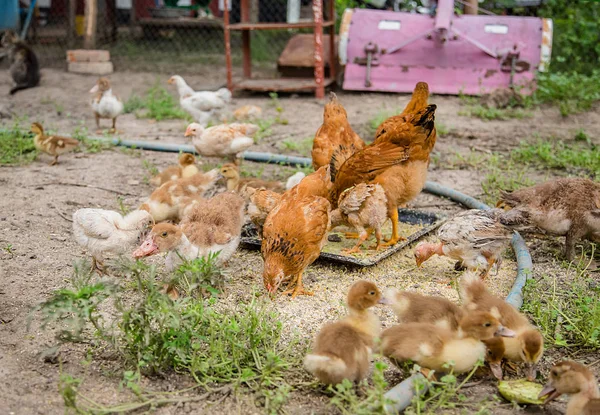 Skupina mladých Kachňata, dospívající slepice v kurníku klování potravin. — Stock fotografie