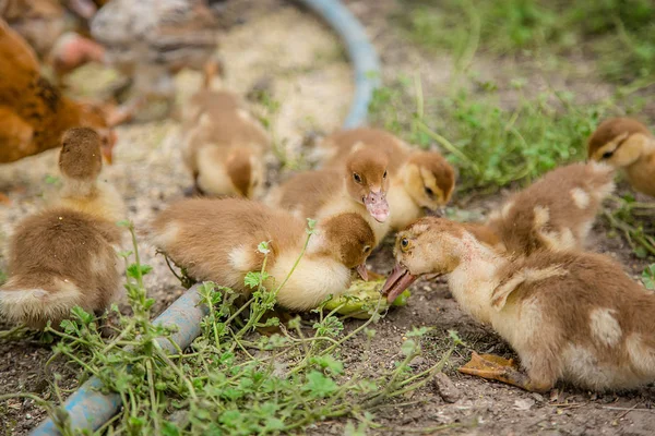 Un groupe de jeunes canetons, des poulets adolescents dans la cour de la ferme picorant de la nourriture . — Photo