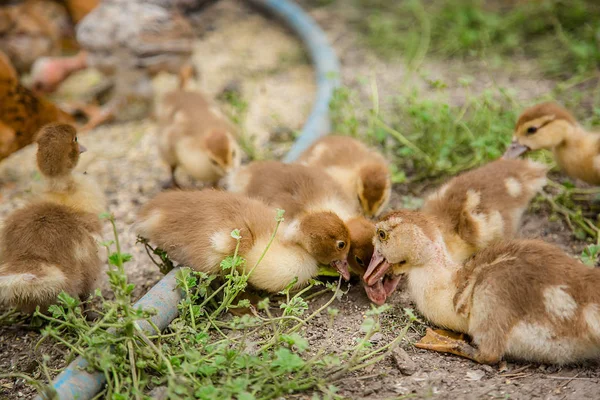 Un groupe de jeunes canetons, des poulets adolescents dans la cour de la ferme picorant de la nourriture . — Photo